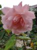 PICTURES/Rodin Museum - The Gardens/t_Rose1.jpg